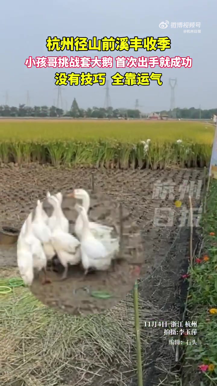 小孩哥挑战套大鹅首次出手就成功：“没有技巧，全凭运气！“