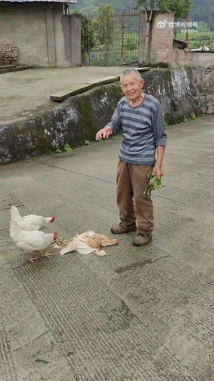 大爷的鸡被车压死了，肇事司机不但没有逃走，还找到大爷主动赔钱