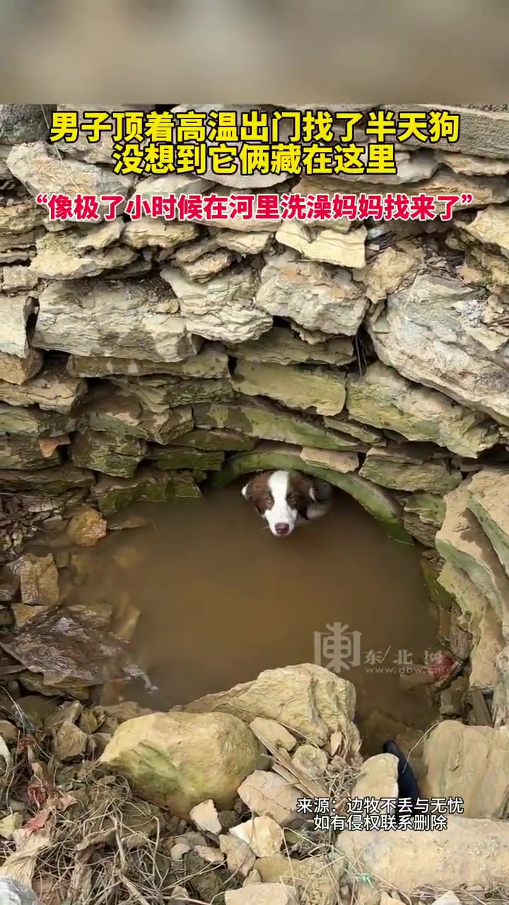 男子顶着高温出门找了半天狗，没想到它俩藏在这里