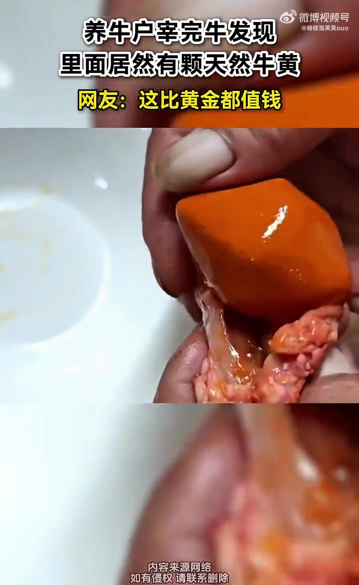 养牛户宰完牛发现，里面居然有颗天然牛黄