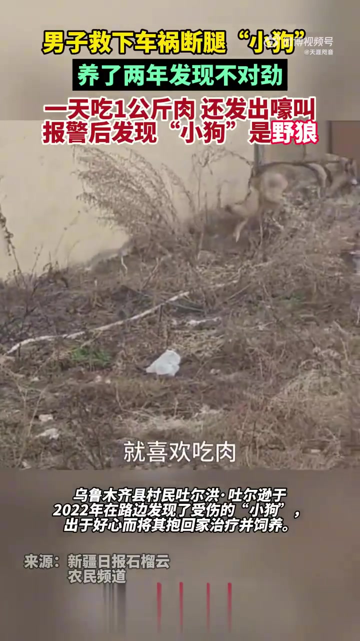 男子救下断腿“小狗”，养了两年发现不对劲，报警后才知道是野狼