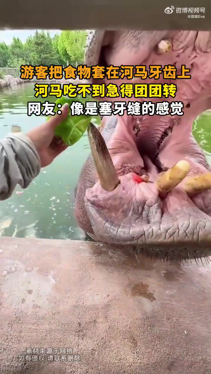 游客把食物套在河马牙齿上，河马吃不到急得团团转
