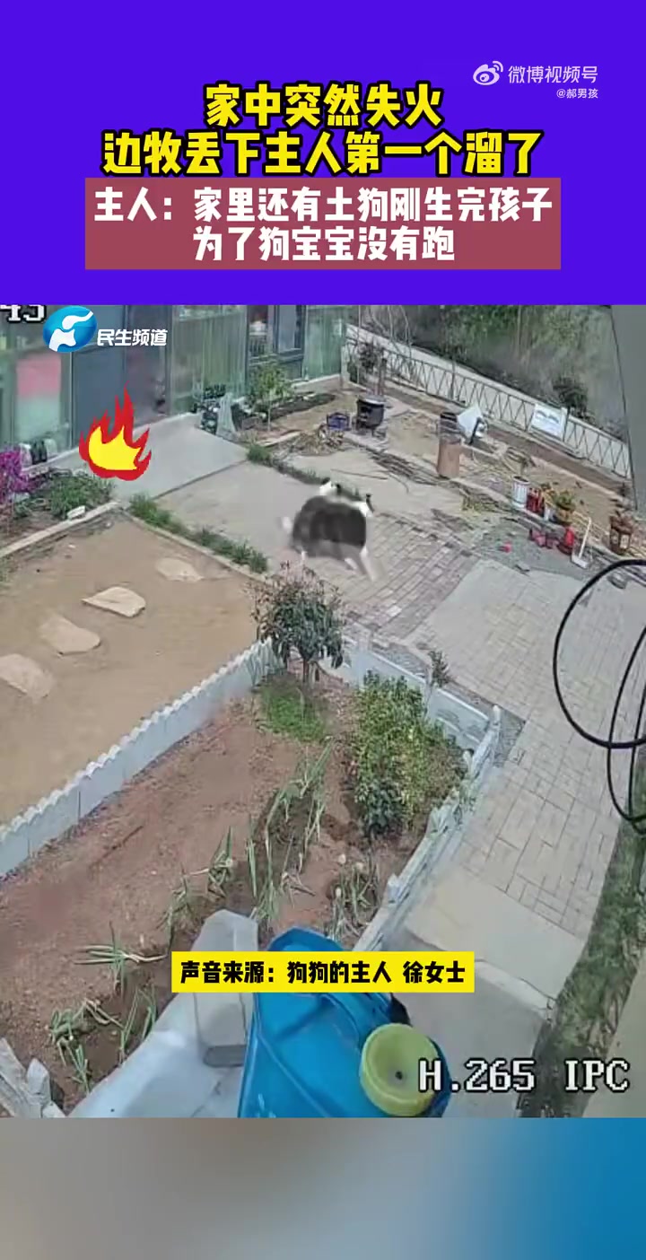 家中突然失火，边牧丢下主人第一个溜了！主人：家里还有土狗刚生