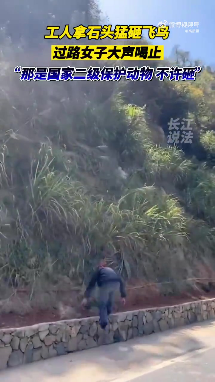 白鹇鸟被困在护坡网中，工人用石头驱赶