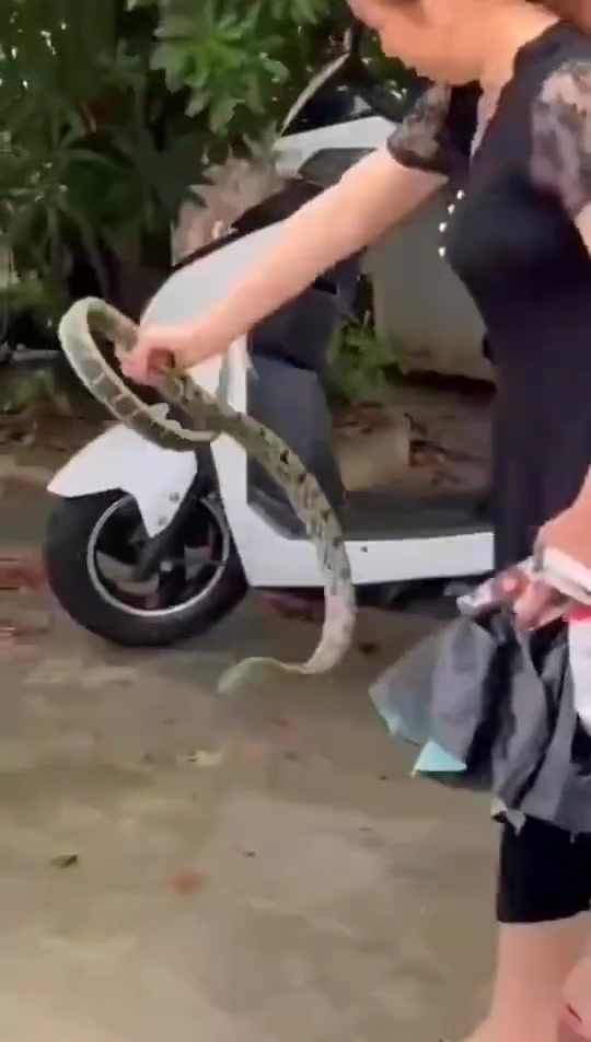 大妈单手抓蛇