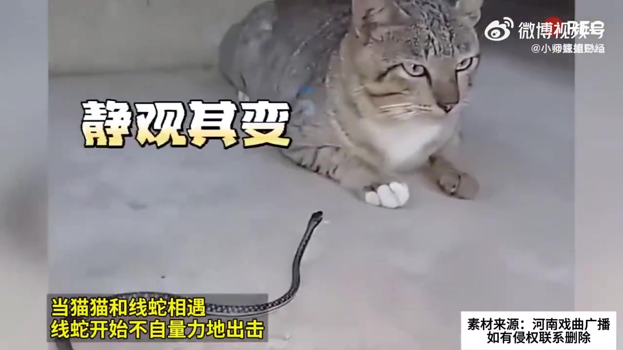 当猫与蛇相遇，线蛇竟不自量力地发起攻击！