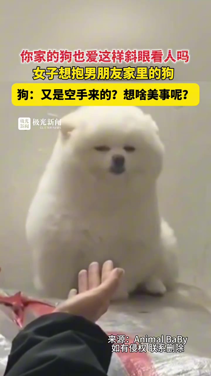 你家的狗也爱这样斜眼看人吗