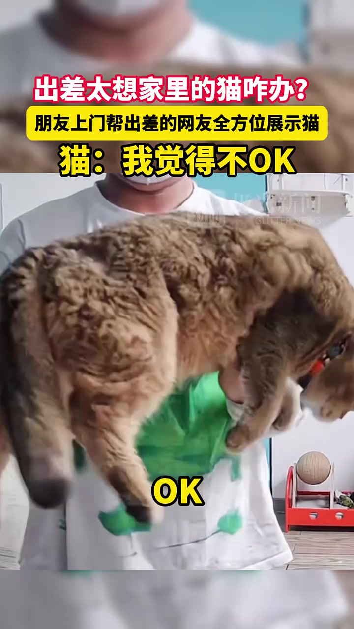 猫：我觉得不OK