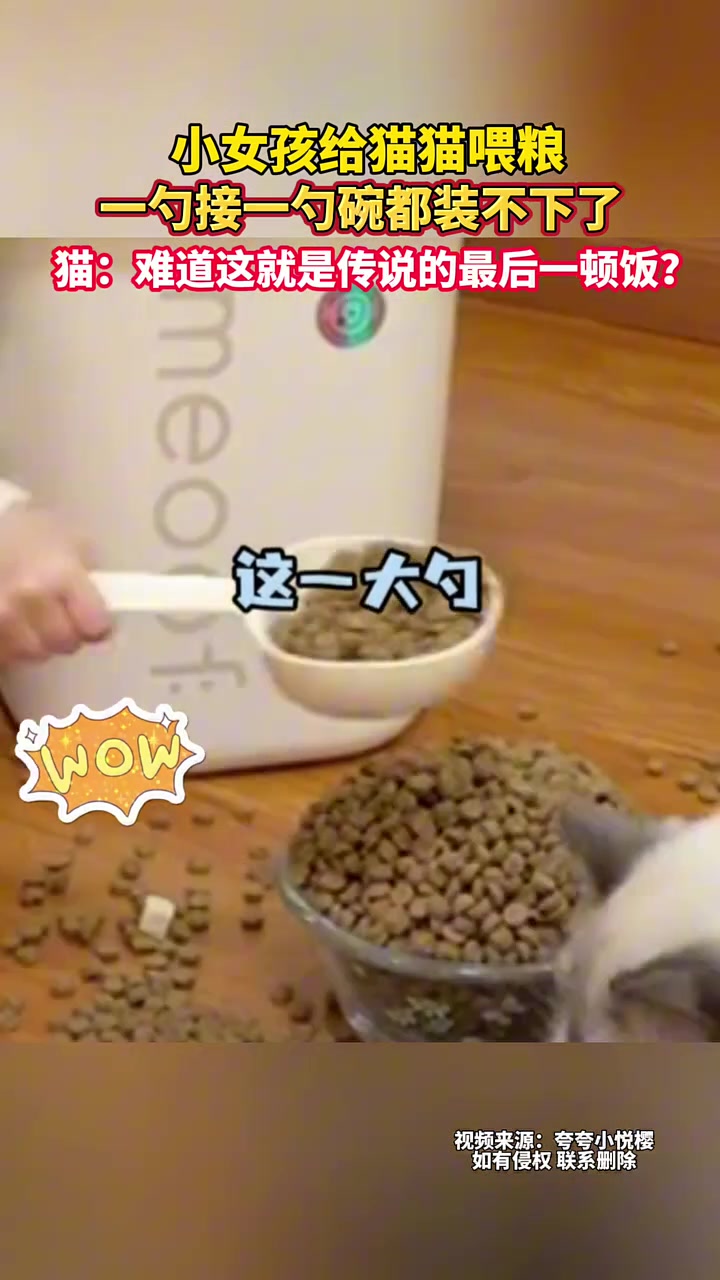 小女孩给猫猫喂粮，一勺接一勺碗都装不下了！