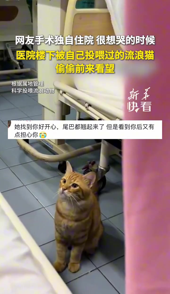 手术独自住院，医院楼下被自己投喂过的流浪猫偷偷前来看望