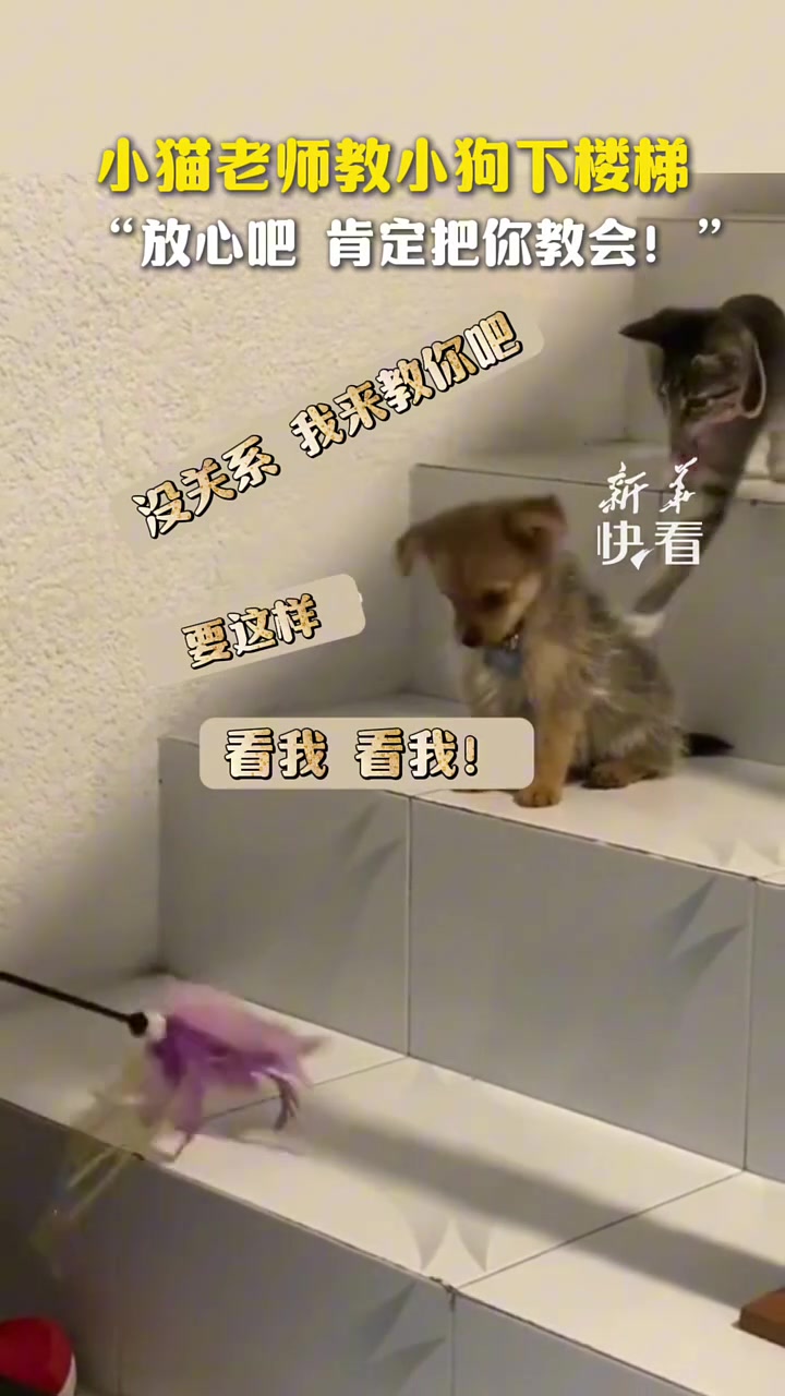 太可爱了！热心的小猫老师教小狗下楼梯：放心吧，肯定把你教会！