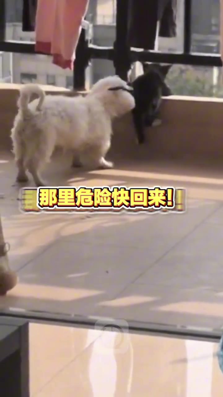 狗狗阻止小猫翻越阳台，大声喊叫向主人寻求支援