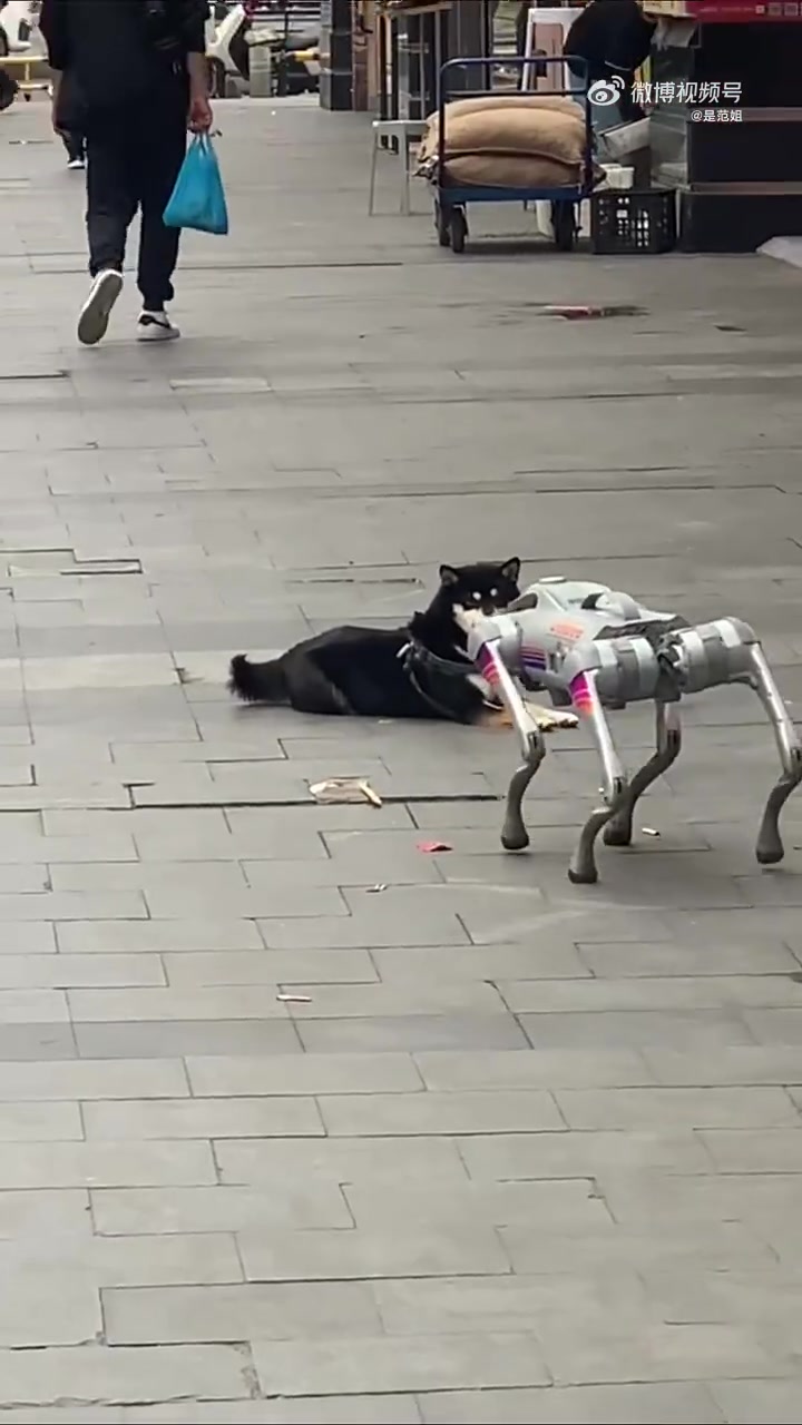 机器狗遇真狗有攻击动作，真狗被吓不轻