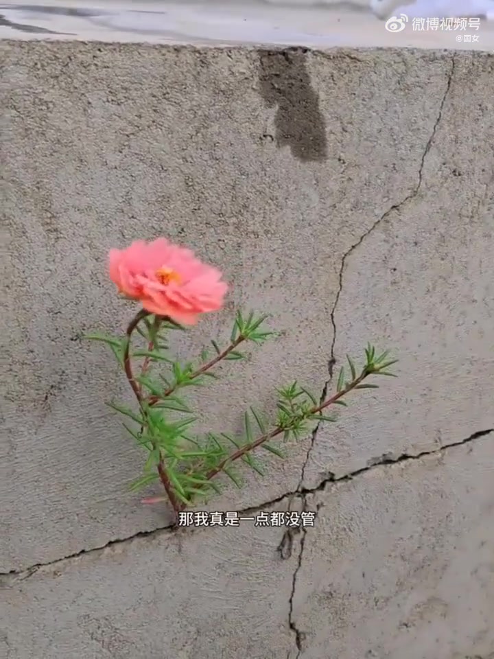 困境生存：长于水泥缝中的太阳花