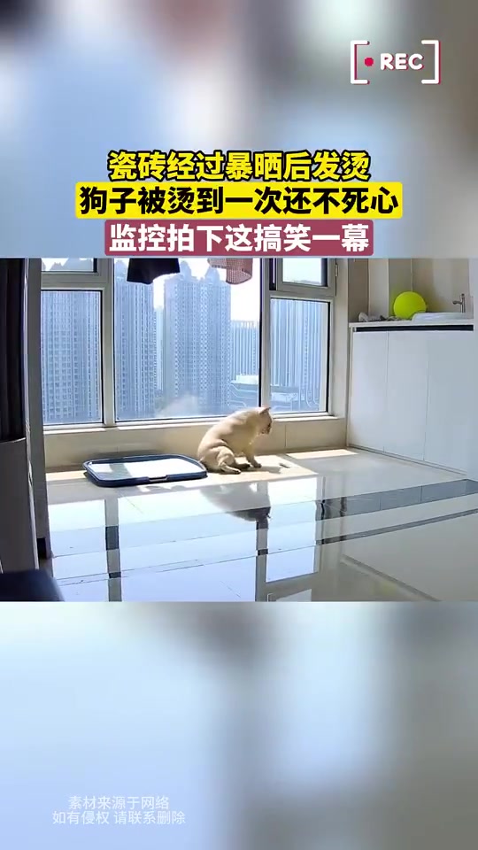 瓷砖经过暴晒后发烫，狗子被烫到一次还不死心