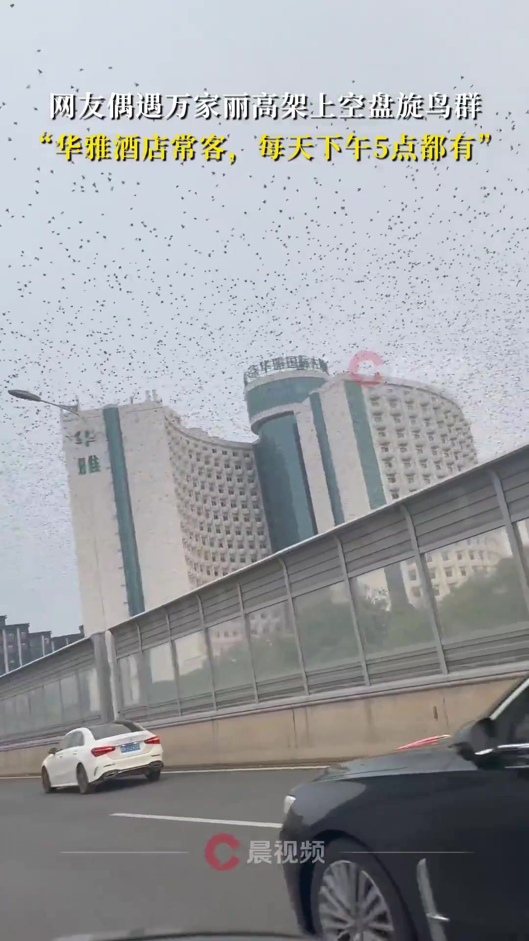 网友下班路上在万家丽高架上偶遇空盘旋鸟群