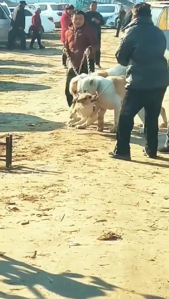 一个人牵两只这么大的狗，根本弄不住要是被咬的是的小孩就麻烦了
