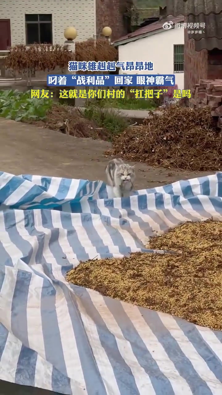猫猫抓到老鼠后雄赳赳，气昂昂的回家，气场都不一样了