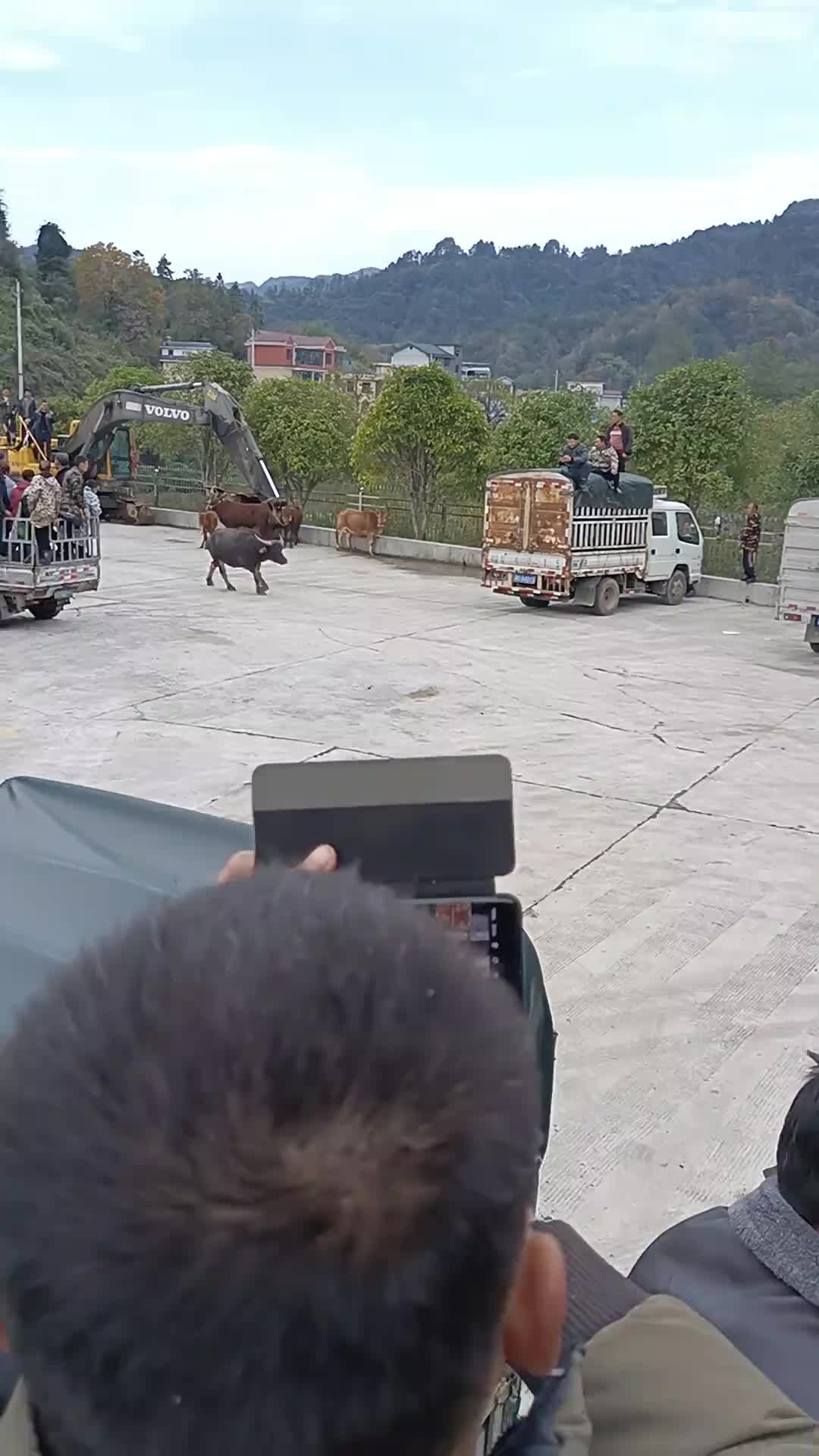 你们要吃他的肉，他就搞你们！