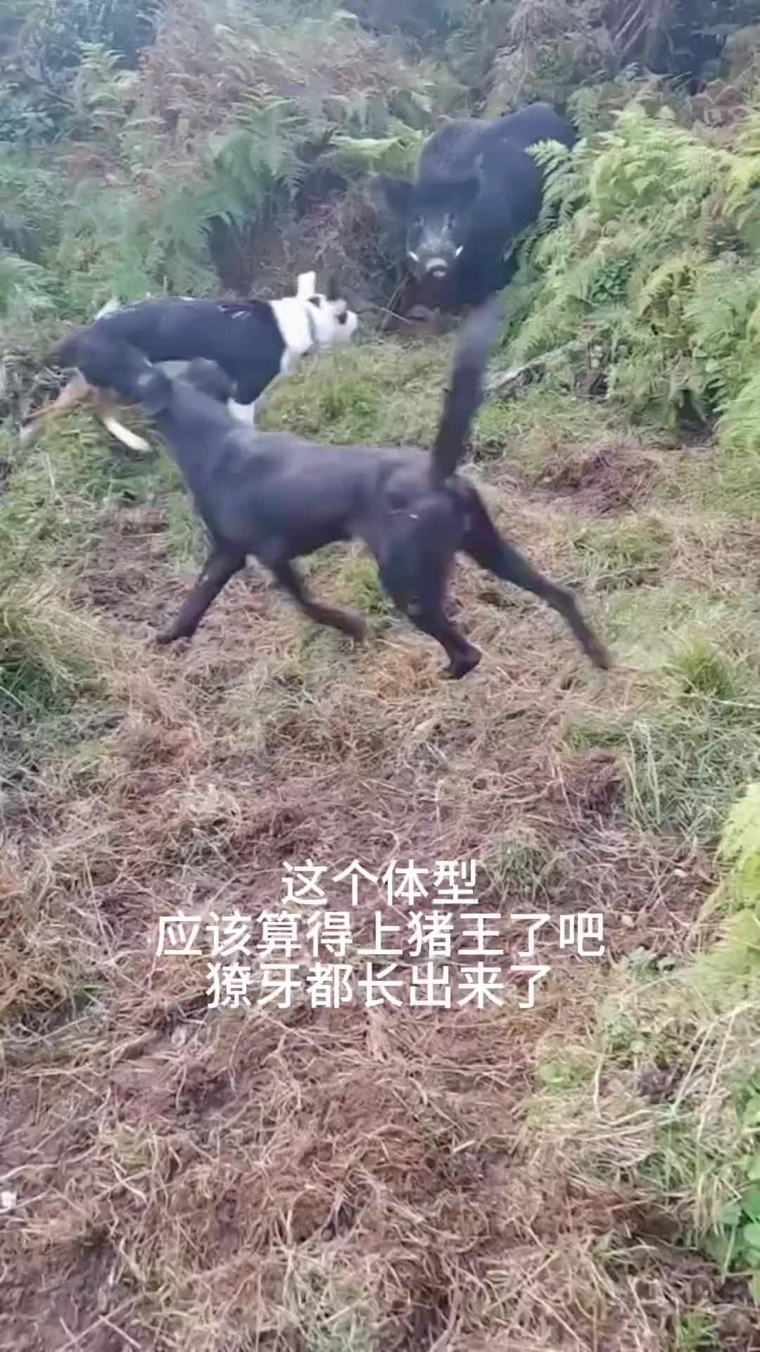 獠牙都长出来了，应该算得上是猪王了吧