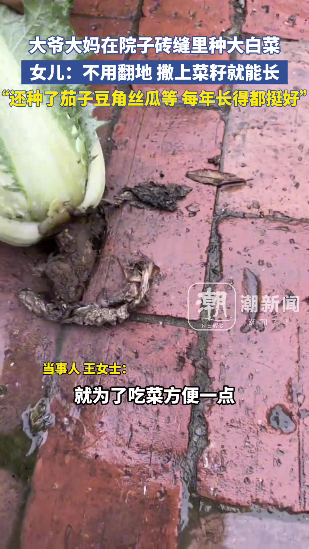 大爷大妈在自家院子砖缝里种大白菜
