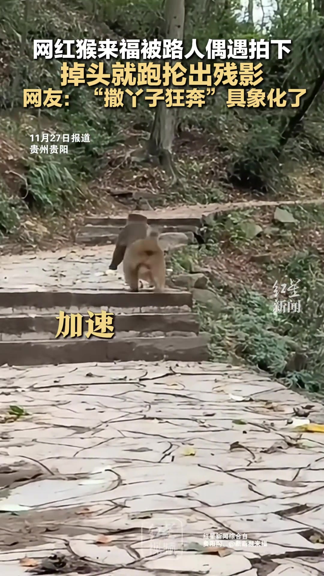 网红猴来福被路人偶遇拍下掉头就跑抡出残影