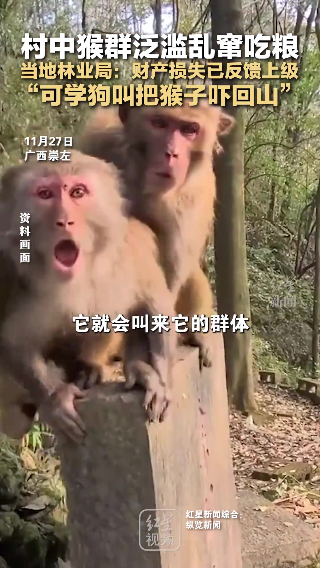村中猴群泛滥乱窜吃粮