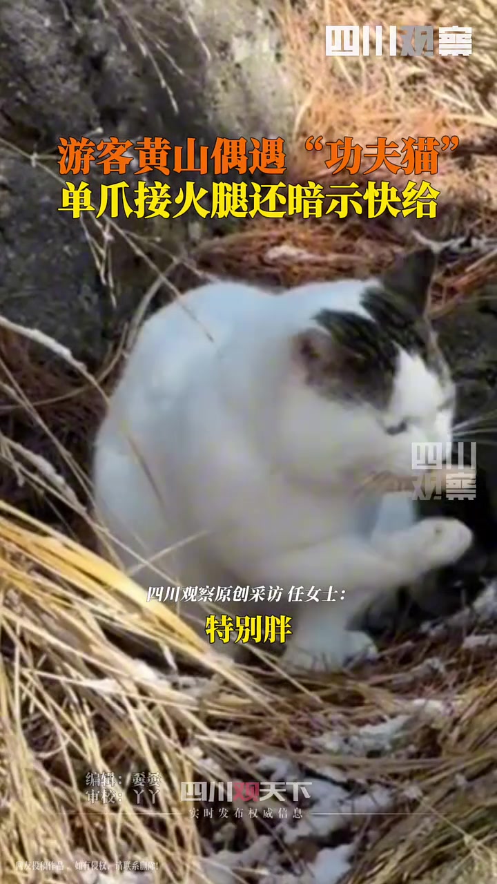 “黄山功夫猫单爪精准接火腿全凭实力，没有一口肠是白吃的