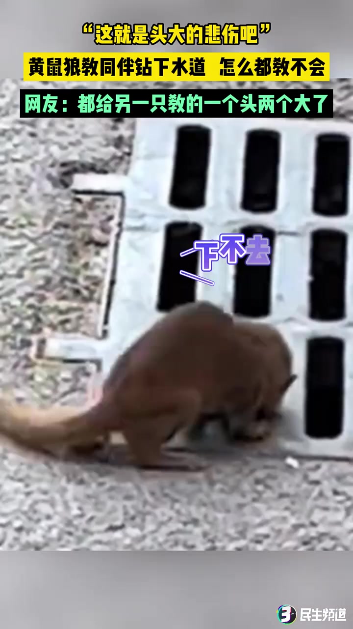 “这就是头大的悲伤吧”黄鼠狼教同伴钻下水道怎么都教不会