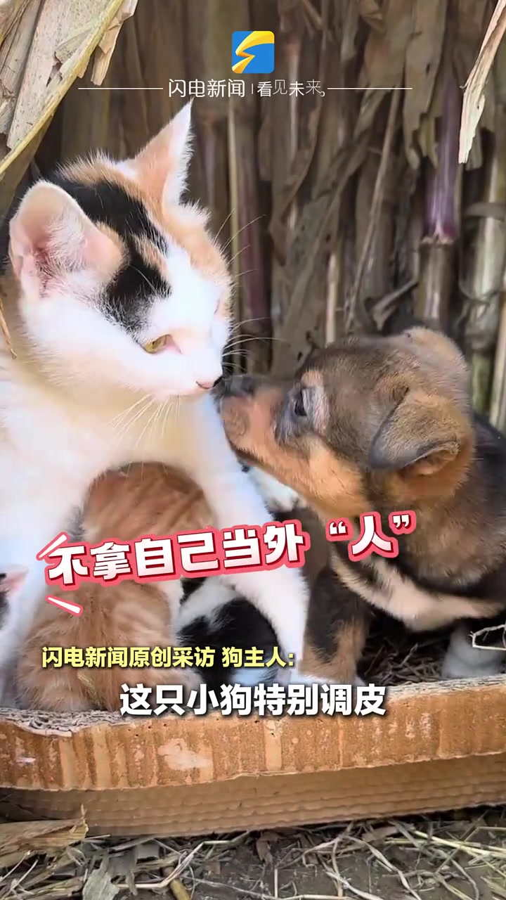 小狗进猫窝不把自己当外“人”，舔完大猫吼猫崽