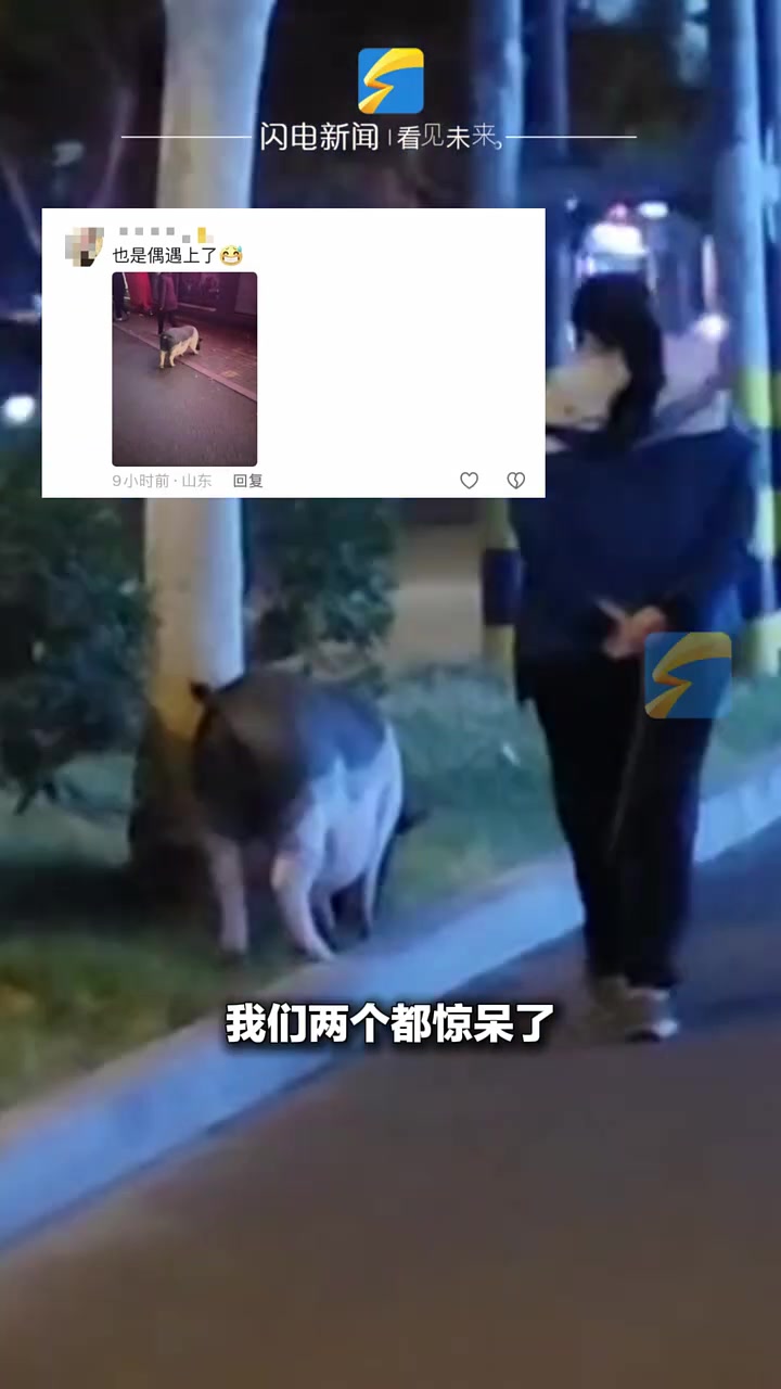 这位大妈的宠物选择“太拉风”了！