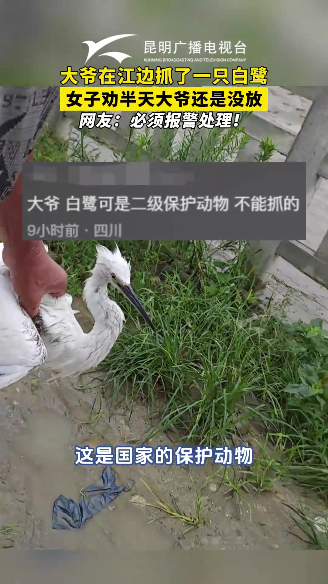 大爷捕捉了一只白鹭，女子苦口婆心劝说，大爷却始终不愿放手
