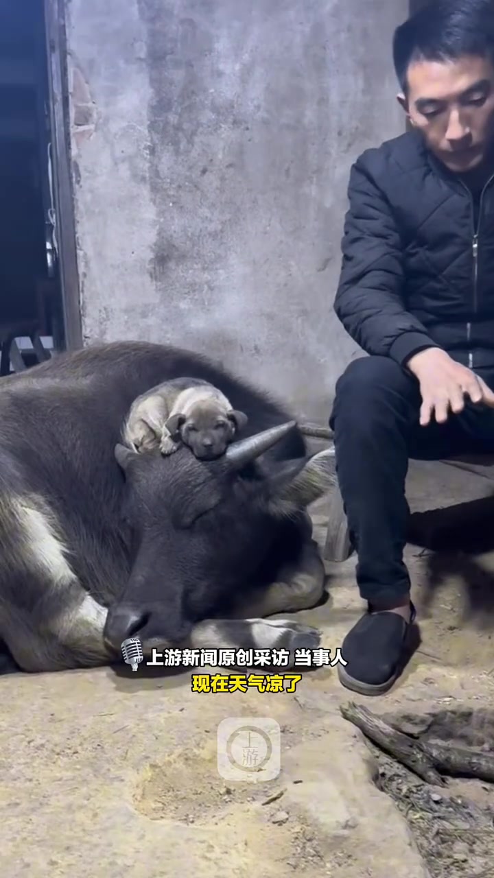 “两个毛孩子在火炉边取暖，“布丁挺喜欢这个牛皮床垫的”