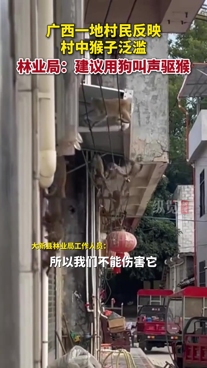 村民反映村中猴子泛滥，成群结队乱窜吃粮食！