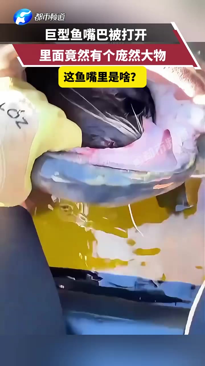 巨型鱼嘴巴被打开，里面竟然有个庞然大物，这鱼嘴里是啥