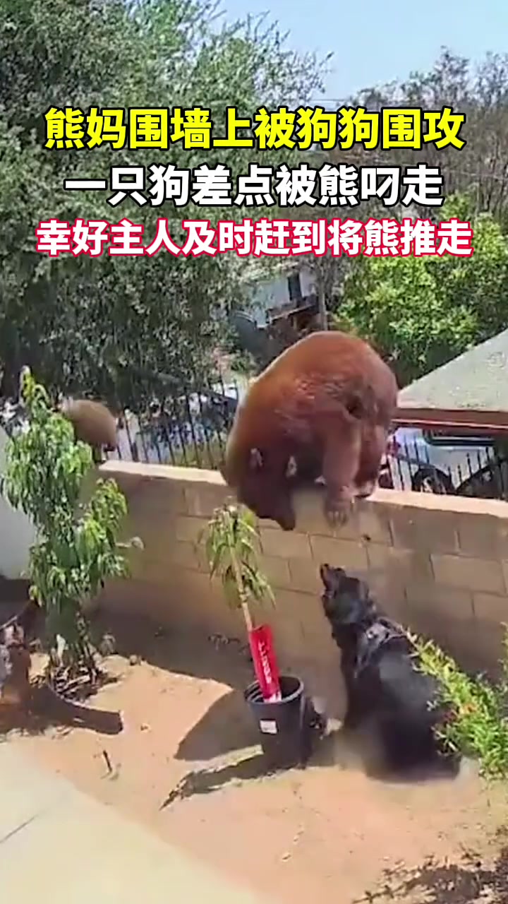 熊妈围墙上被狗狗围攻，幸好主人及时赶到将熊推走！！