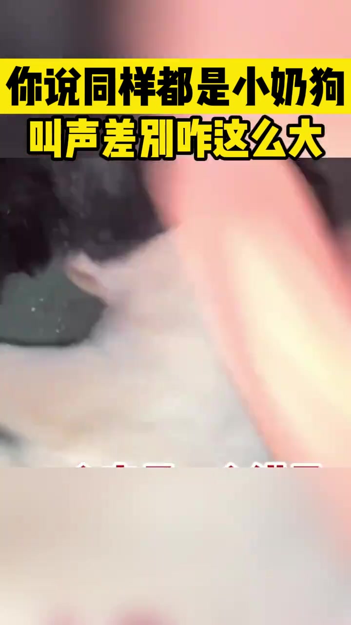 同样都是小奶狗叫声差别这么大一个夹子一个钳子