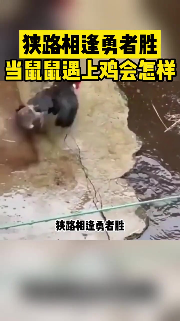 当鼠鼠遇上鸡会怎么样
