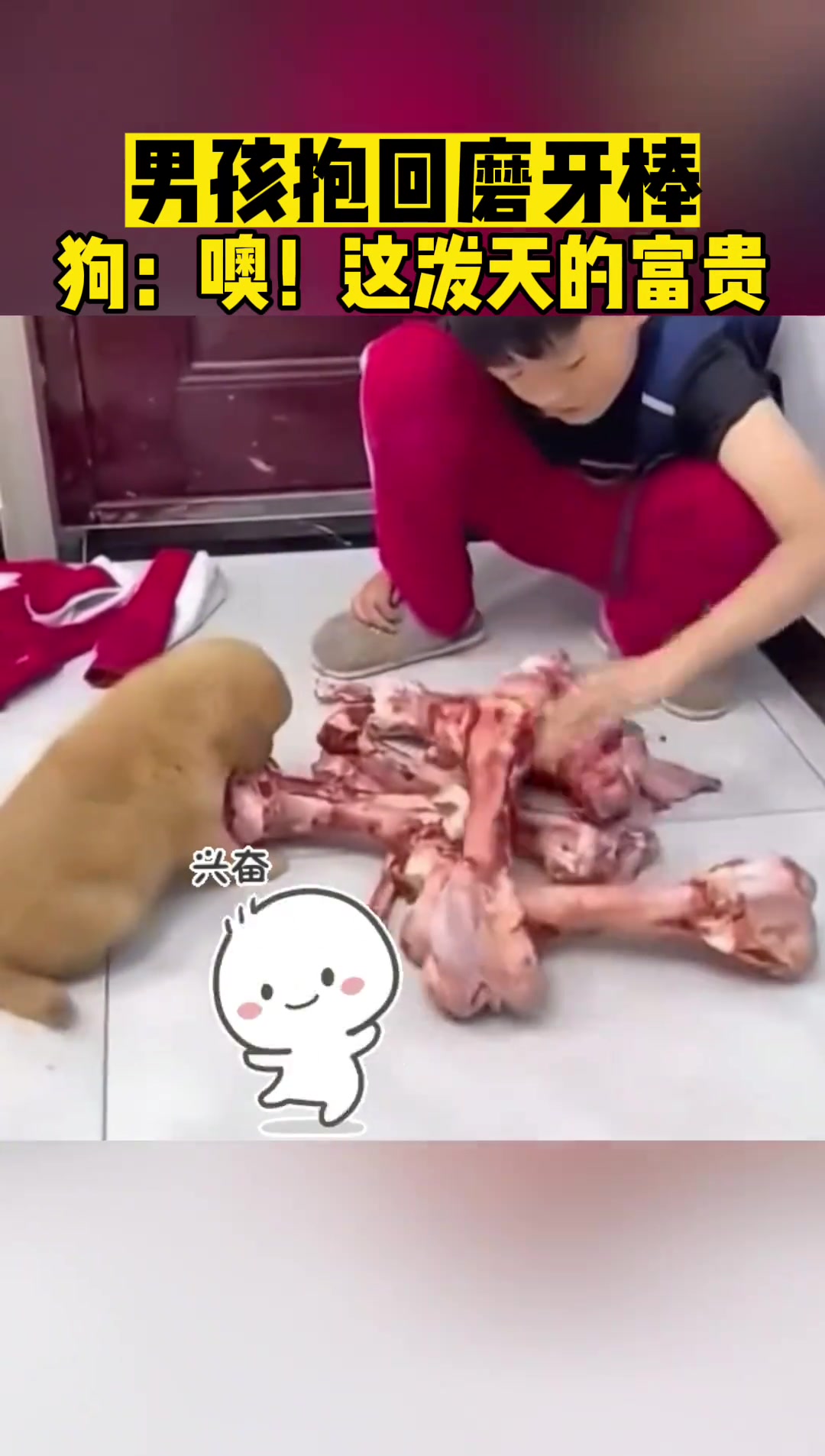 这磨牙棒狗子是心有余而力不足啊