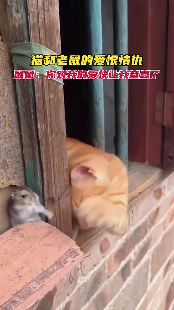 猫和老鼠的爱恨情仇