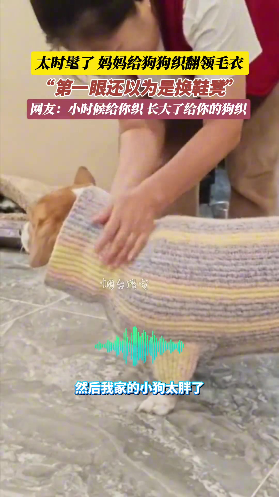 太时髦了！妈妈给狗狗织翻领毛衣，“第一眼还以为是换鞋凳”