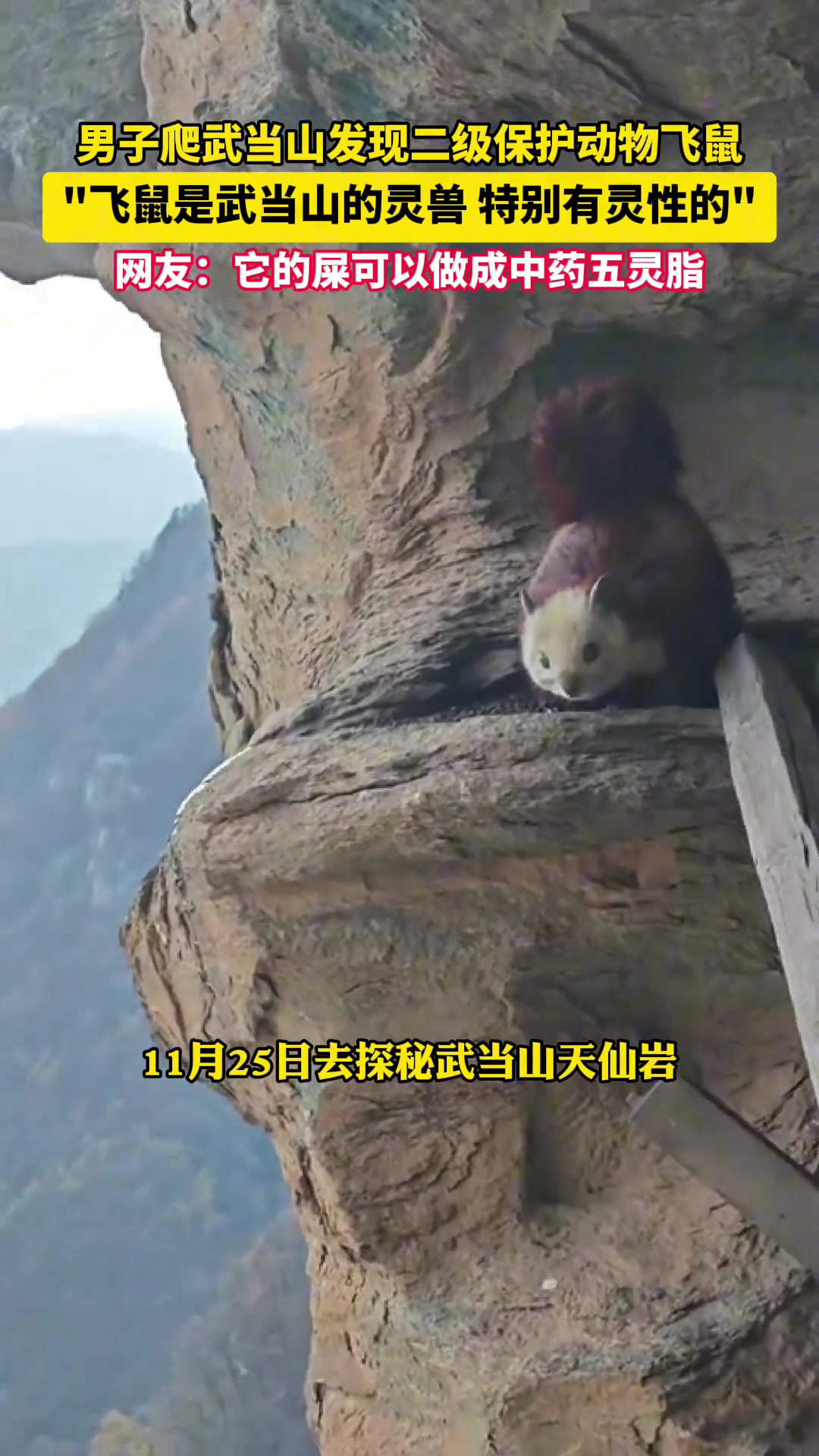 男子爬武当山发现二级保护动物飞鼠“飞鼠是武当山的灵兽