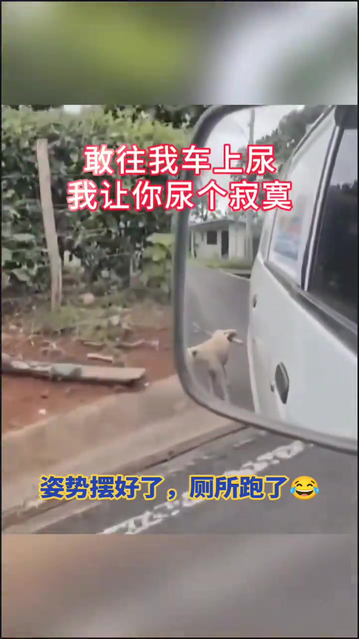 狗：姿势摆好了，厕所跑了