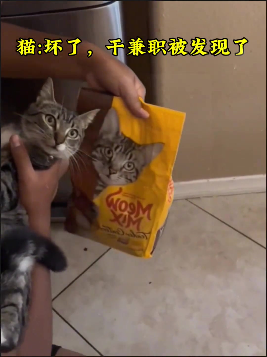 猫：坏了，干兼职被发现了