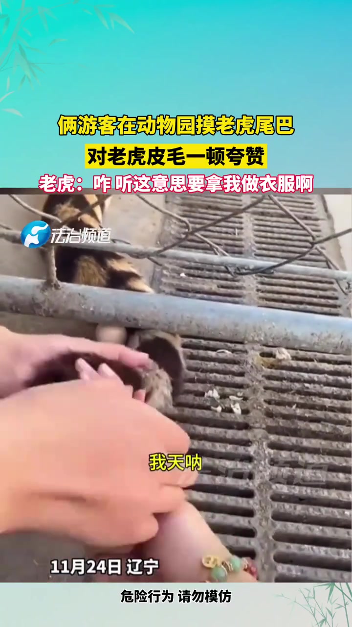 俩游客在动物园摸老虎尾巴对老虎皮毛一顿夸赞