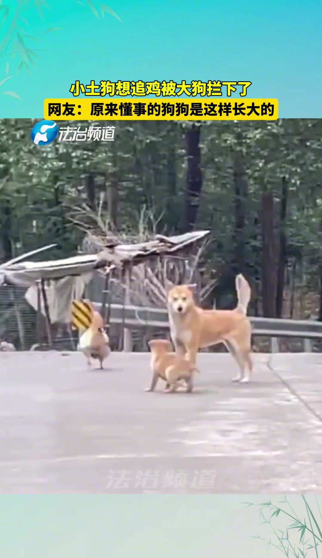 小土狗想追鸡被大狗拦下，网友：真懂事！