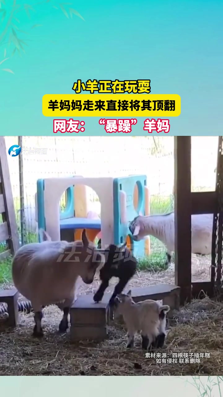 小羊正在玩耍，羊妈妈走来直接将其顶翻，网友“暴躁”羊妈