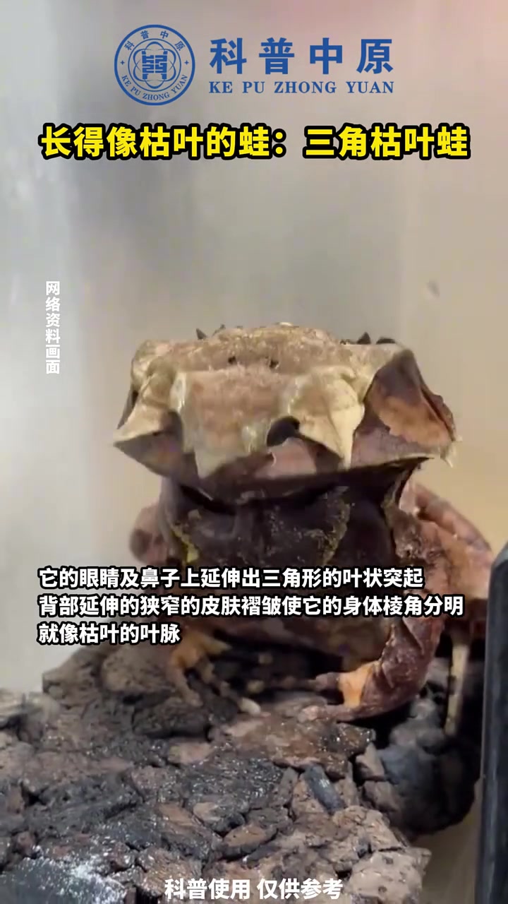 长得像枯叶的蛙：三角枯叶蛙，它的眼睛及鼻子上延伸出三角形的叶
