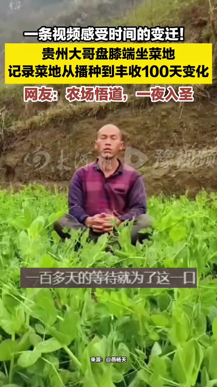 大哥盘膝端坐菜地，记录菜地从播种到丰收100天变化
