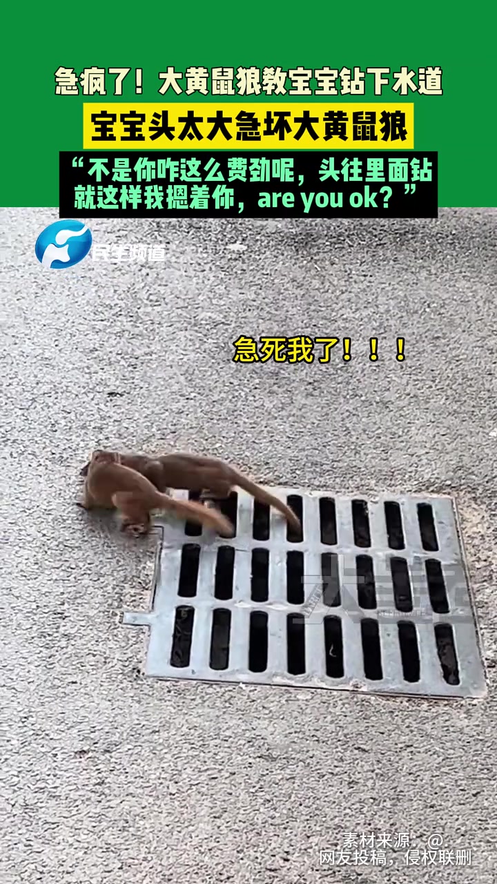 大黄鼠狼教宝宝钻下水道，宝宝头太大急坏大黄鼠狼！！！